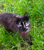 2017-09-20 Katze Glückskatze zugelaufen am 20.09.2017 in Bredenscheid